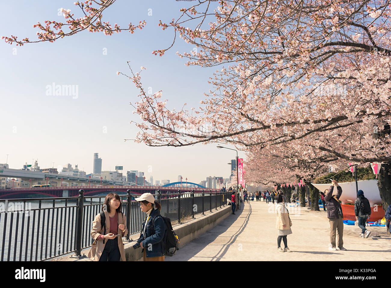 Sakura blossoms in Tokyo Stock Photo - Alamy
