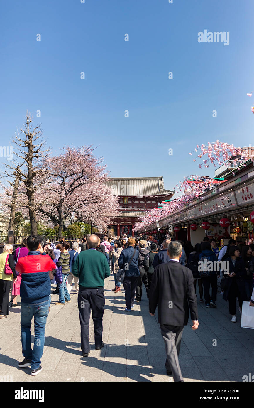 Sakura blossoms in Tokyo Stock Photo - Alamy