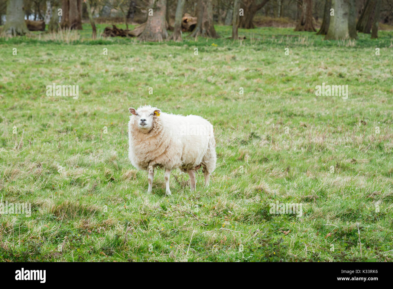 Sheep on a meadow on the Langeland island, Denmark Stock Photo