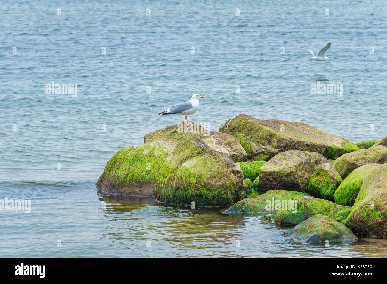 Sea gull at the beach on the island of Langeland, Denmark Stock Photo