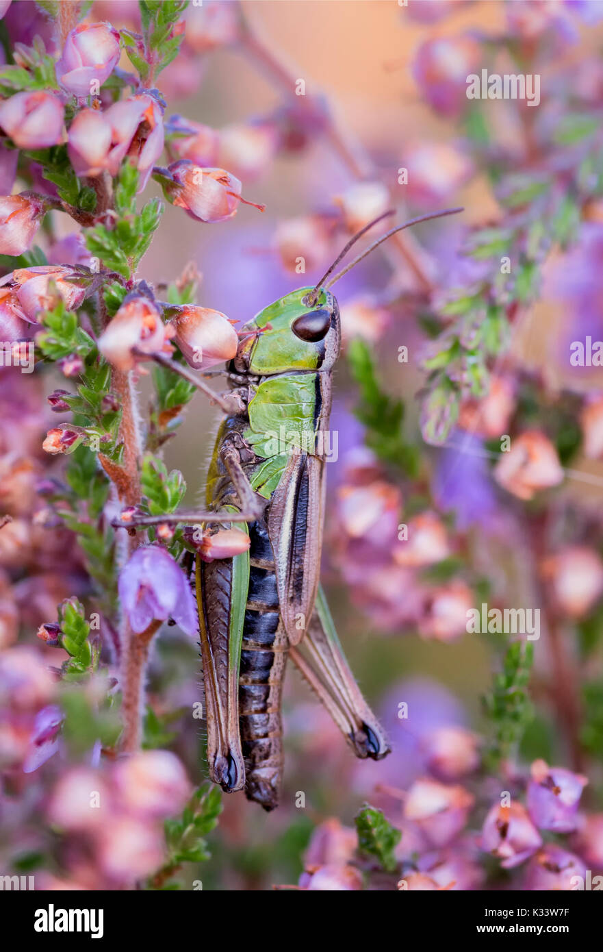 Meadow Grasshopper resting on Heather Stock Photo