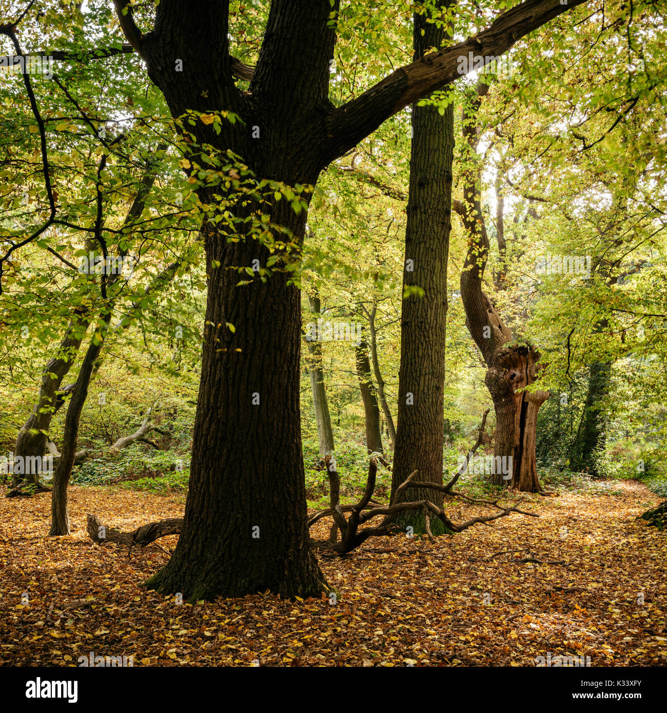 Epping Forest in Autumn, London, UK Stock Photo Alamy