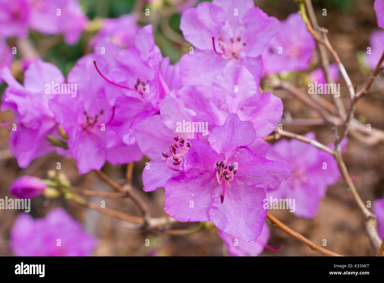 Siberian alpenrose (Rhododendron dauricum syn. Rhododendron sichotense) Stock Photo