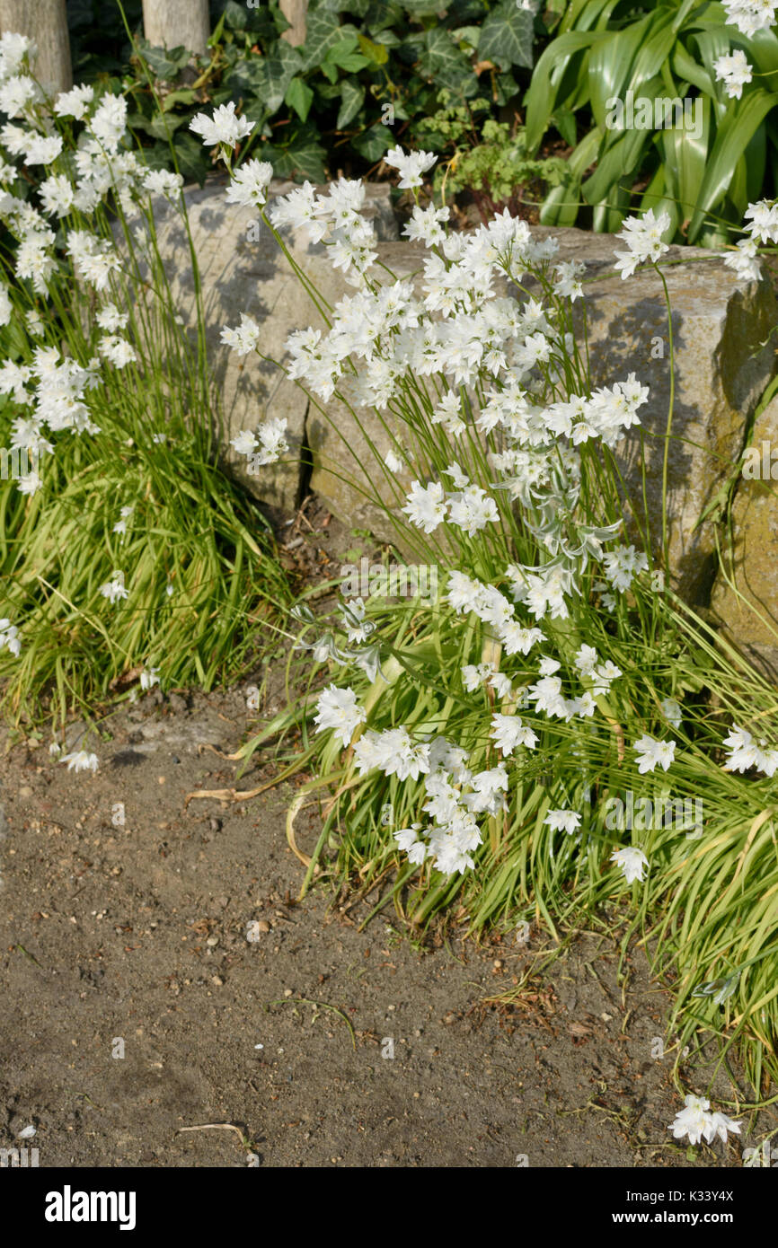 Allium zebdanense syn. Allium neapolitanum Stock Photo