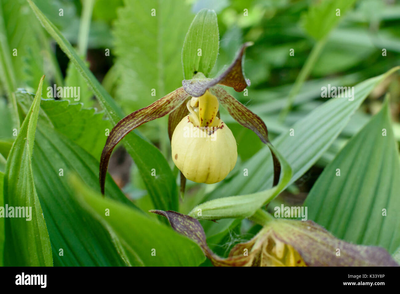 Lady's slipper orchid (Cypripedium Hank Small) Stock Photo
