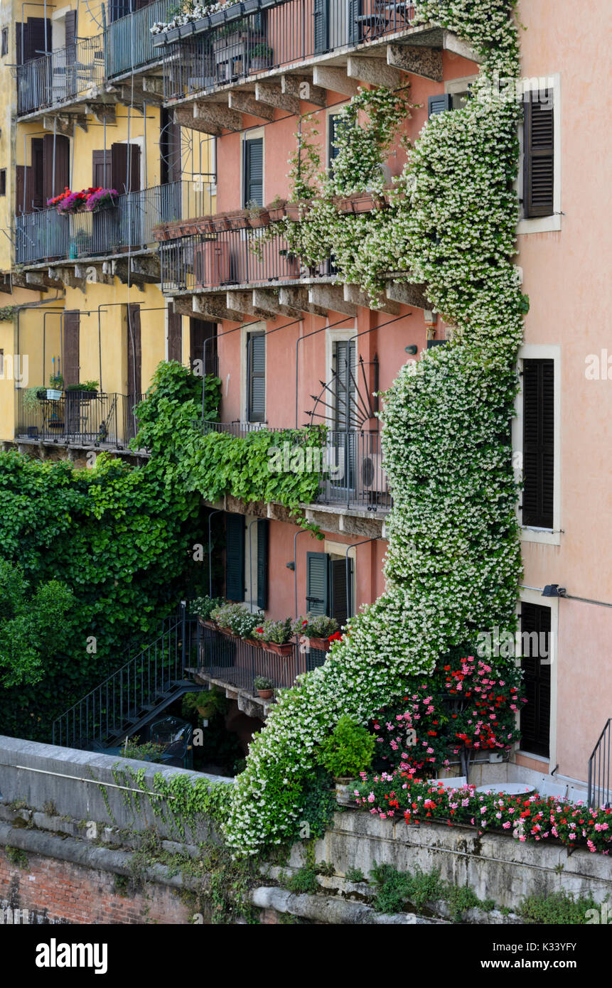Balconies with star jasmines (Trachelospermum) and pelargoniums (Pelargonium), Verona, Italy Stock Photo