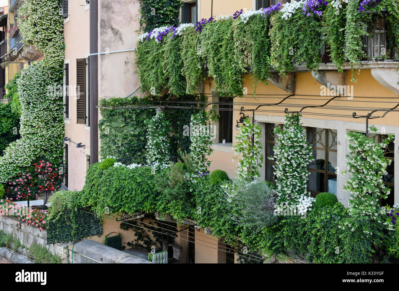 Balconies with star jasmines (Trachelospermum), petunias (Petunia) and pelargoniums (Pelargonium), Verona, Italy Stock Photo