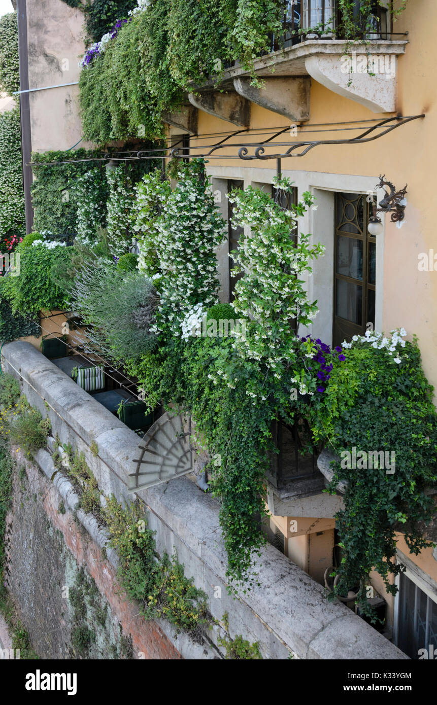 Balconies with star jasmines (Trachelospermum), Verona, Italy Stock Photo