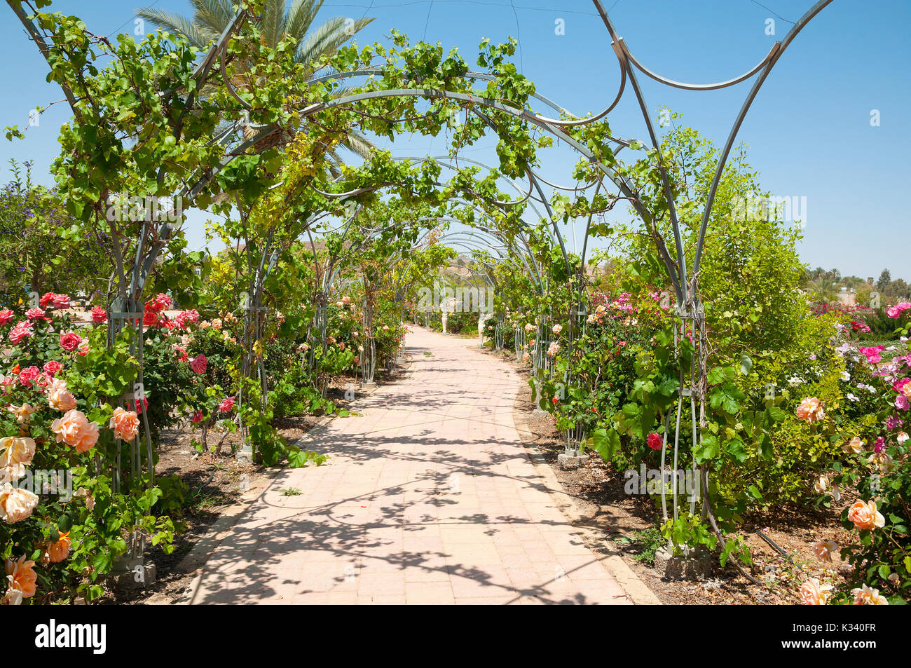 Kibbutz Neot Smadar, Oasis Stock Photo - Alamy