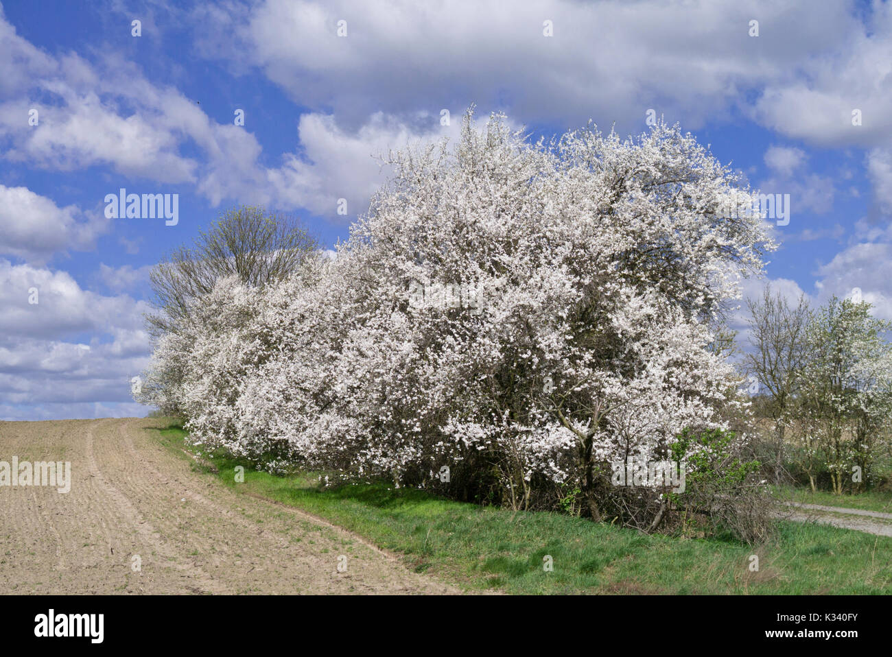 Mirabelles (Prunus domestica subsp. syriaca) Stock Photo