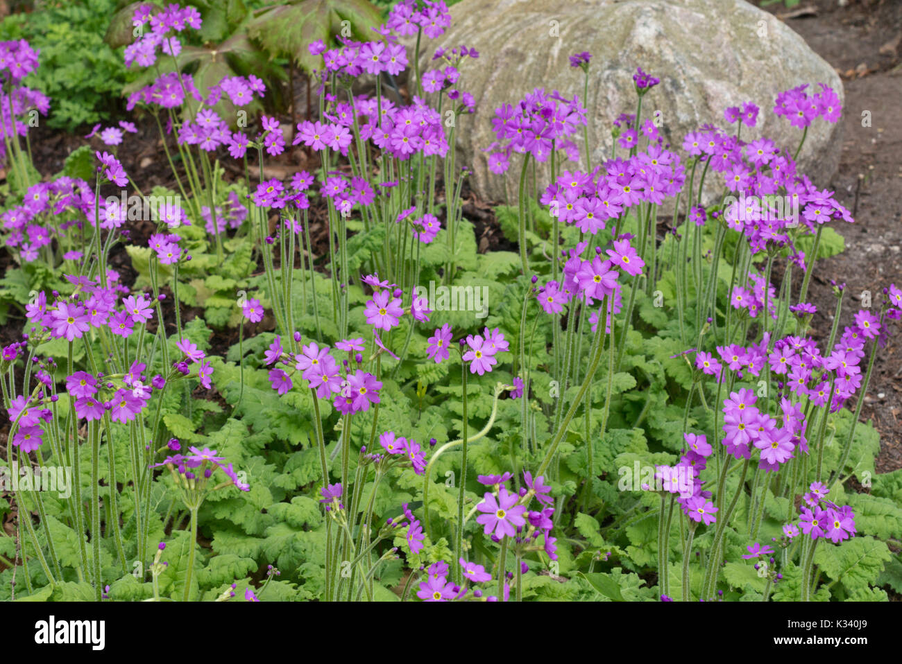 Primrose (Primula cortusoides) Stock Photo