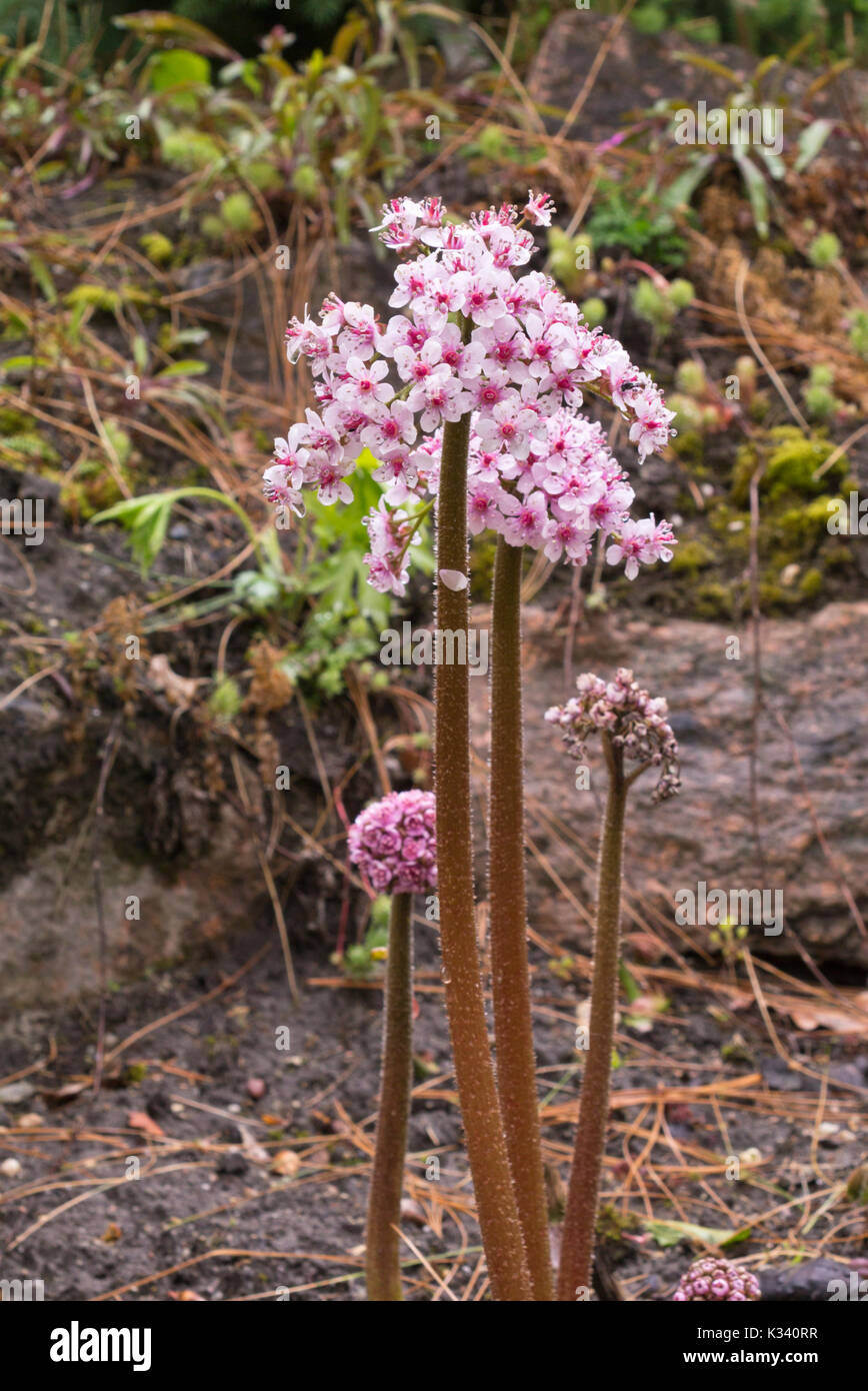 Umbrella plant (Darmera peltata syn. Peltiphyllum peltatum Stock Photo