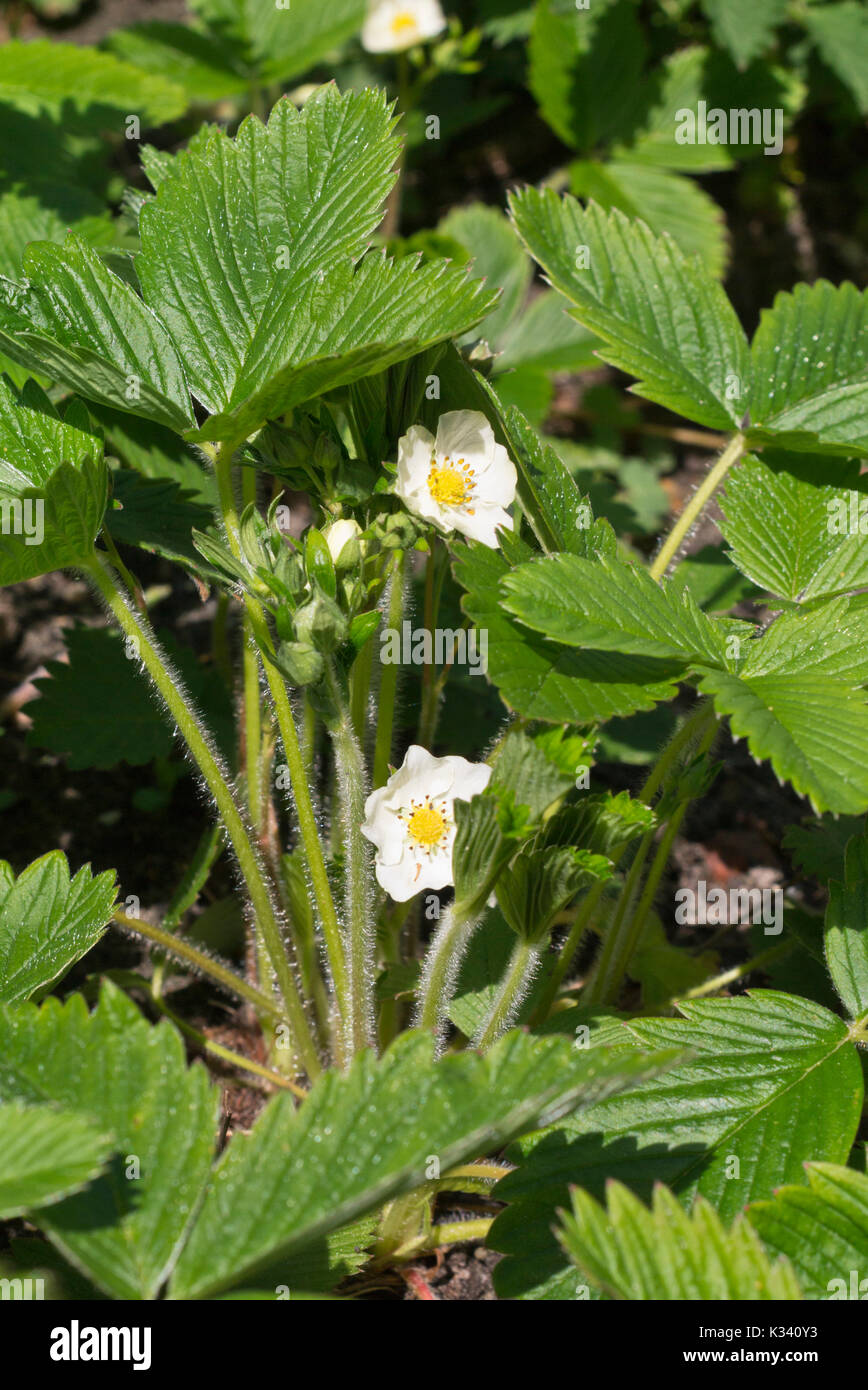 Strawberry (Fragaria viridis) Stock Photo