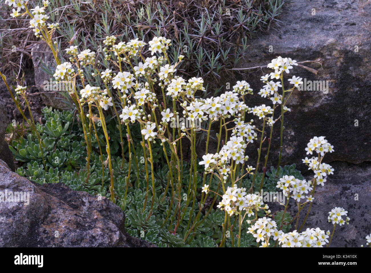 White mountain saxifrage (Saxifraga paniculata) Stock Photo