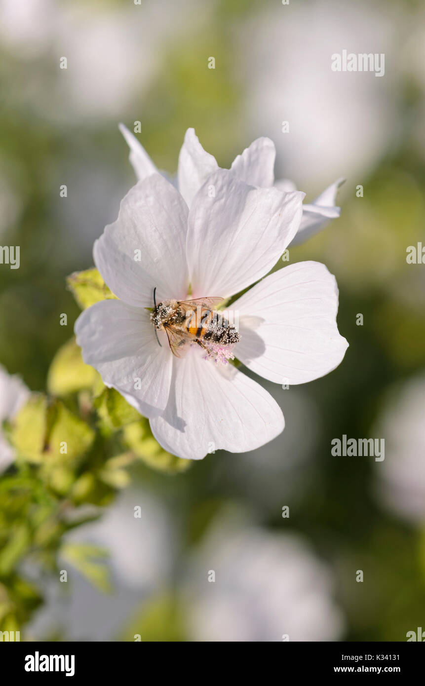 Musk mallow (Malva moschata 'Appleblossom') and bee (Apis) Stock Photo