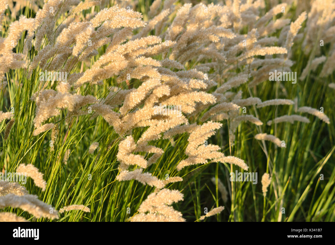 Eyelash pearl grass (Melica ciliata) Stock Photo