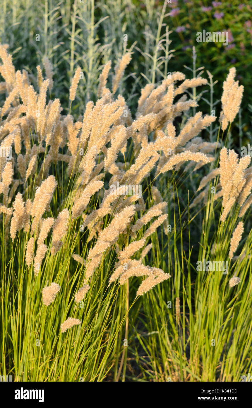 Eyelash pearl grass (Melica ciliata) Stock Photo
