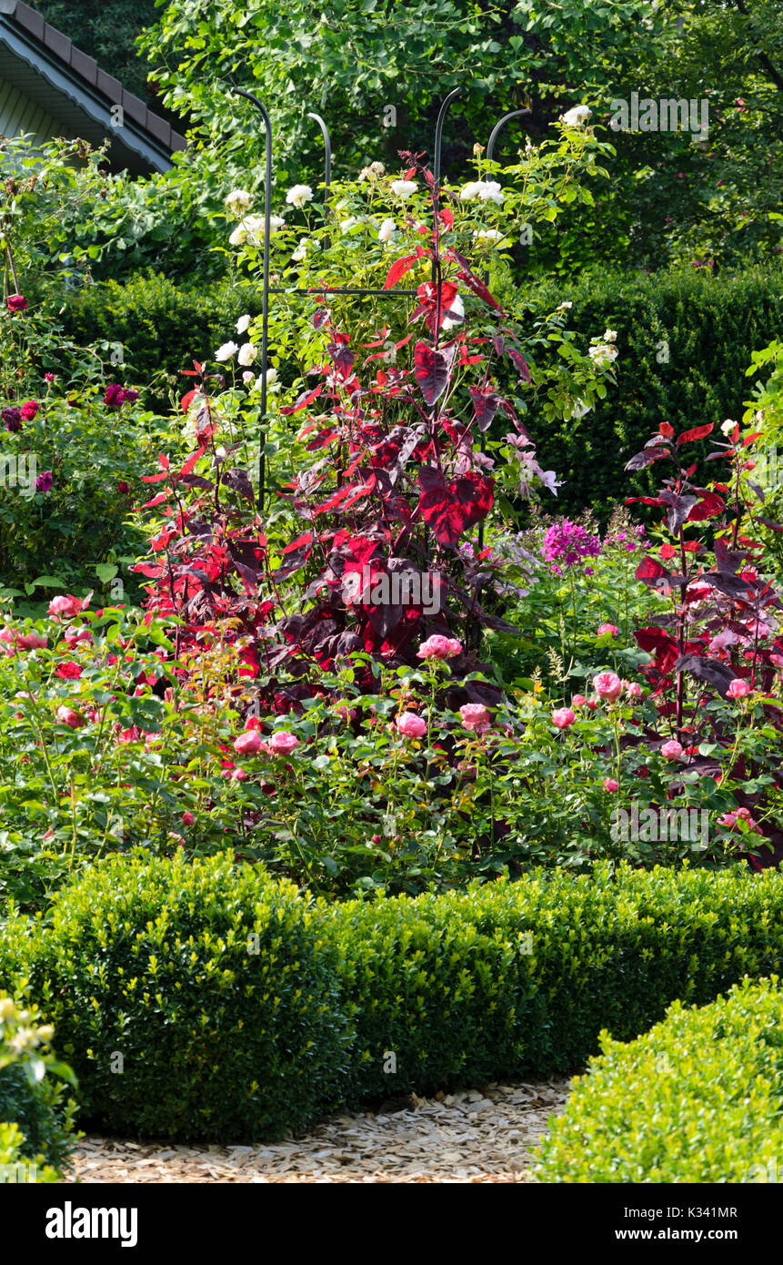 Red garden orache (Atriplex hortensis var. rubra) and roses (Rosa). Design: Marianne and Detlef Lüdke Stock Photo