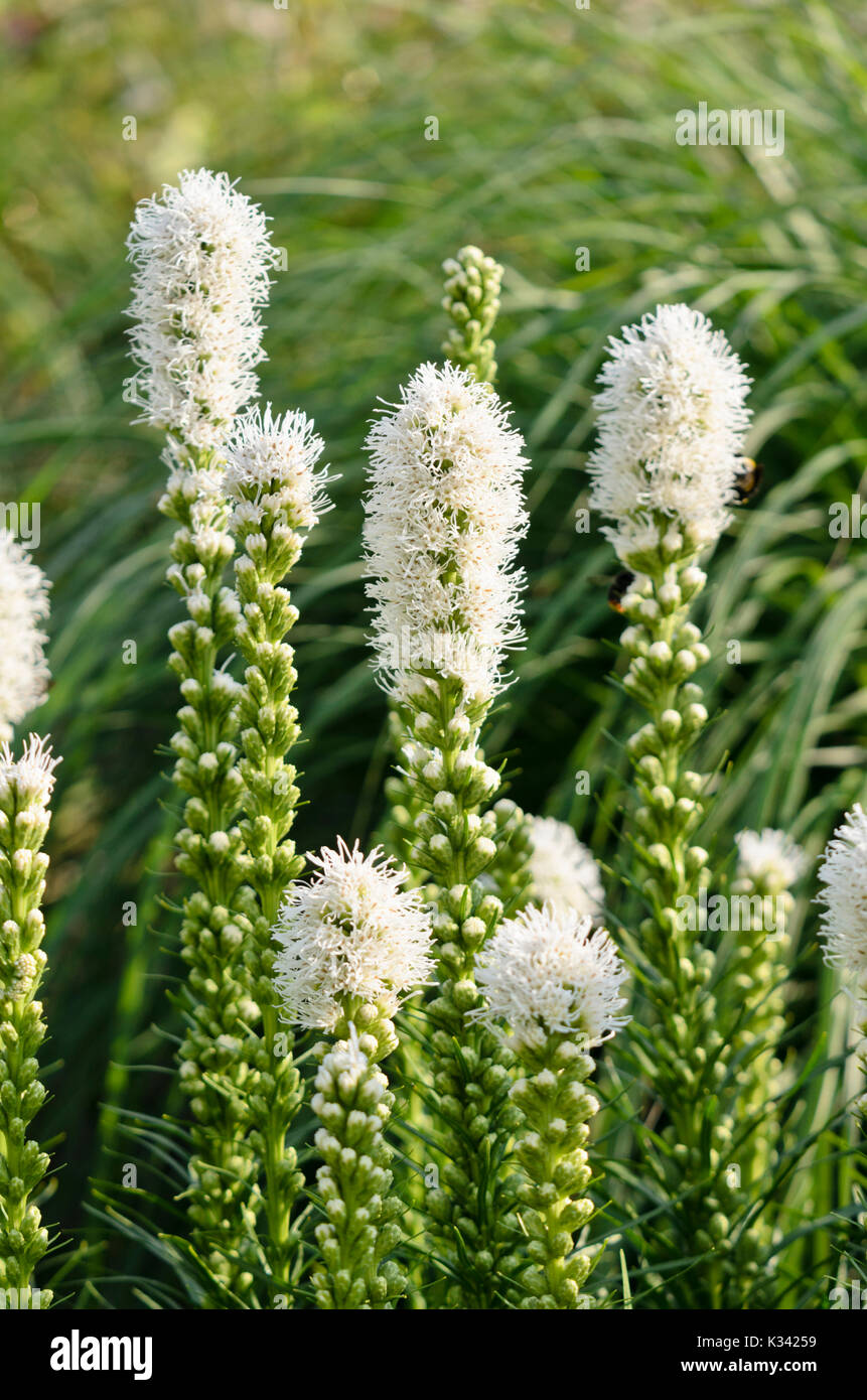 Dense blazing star (Liatris spicata 'Floristan White') Stock Photo