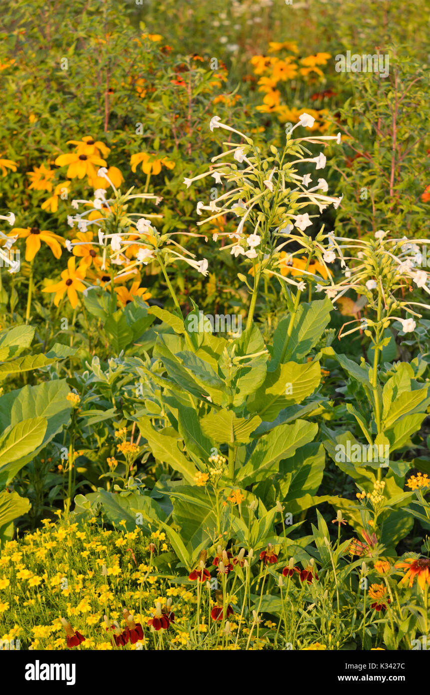 Flowering tobacco (Nicotiana sylvestris) and cone flower (Rudbeckia) Stock Photo