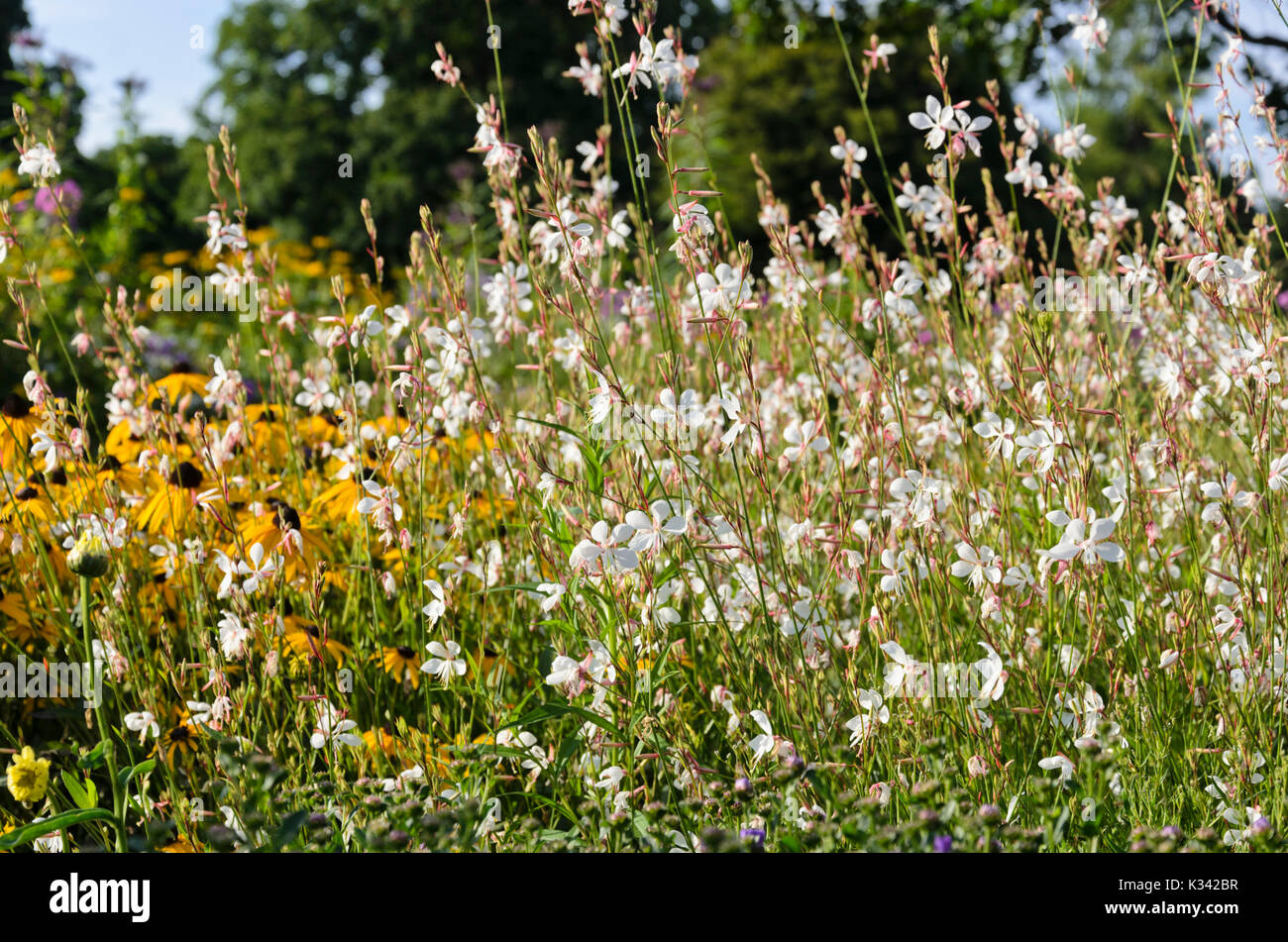 Butterfly gaura (Gaura lindheimeri) Stock Photo