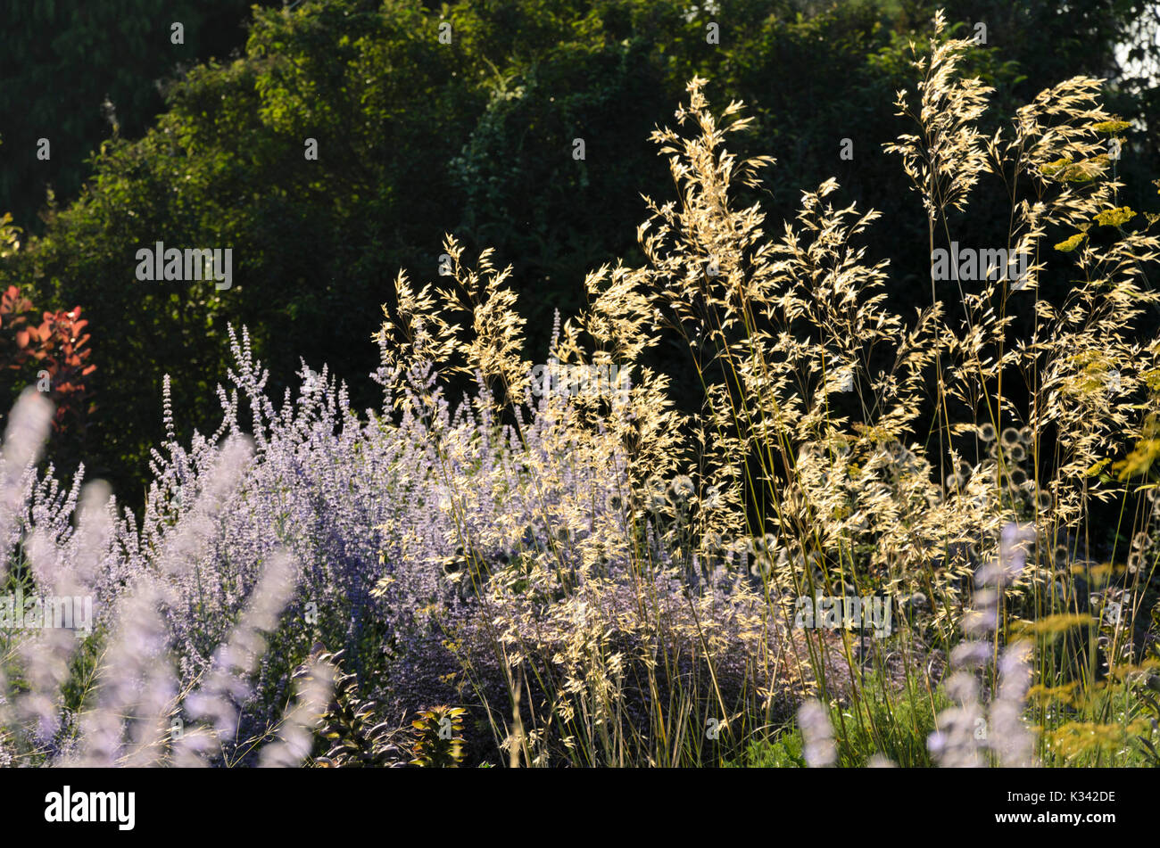 Giant feather grass (Stipa gigantea) and Russian sage (Perovskia) Stock Photo