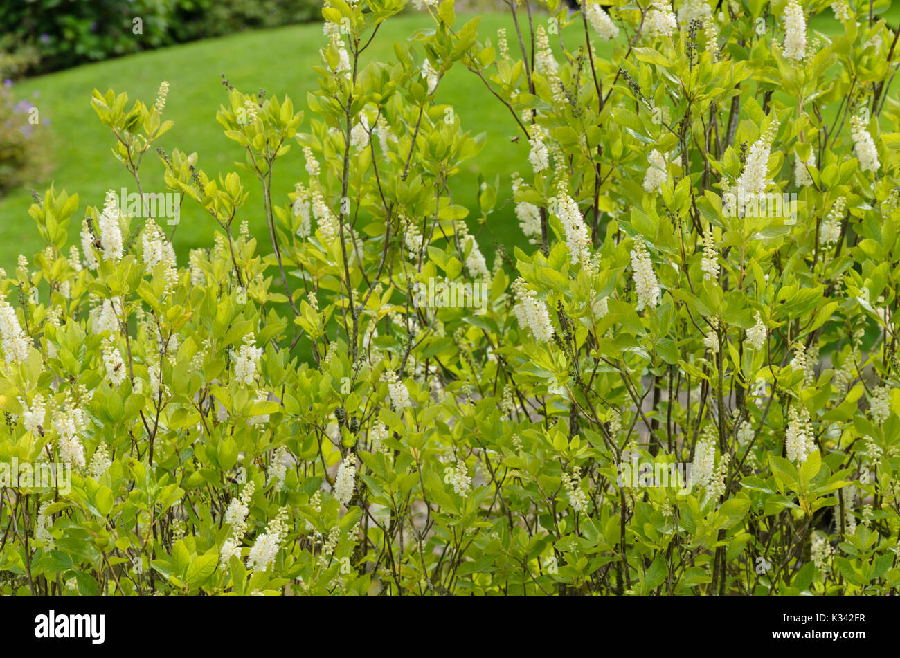 Sweet pepper bush (Clethra alnifolia) Stock Photo