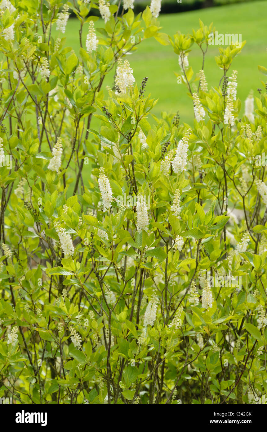 Sweet pepper bush (Clethra alnifolia) Stock Photo