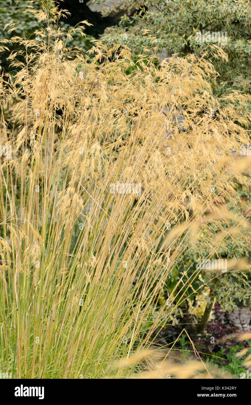 Giant feather grass (Stipa gigantea) Stock Photo