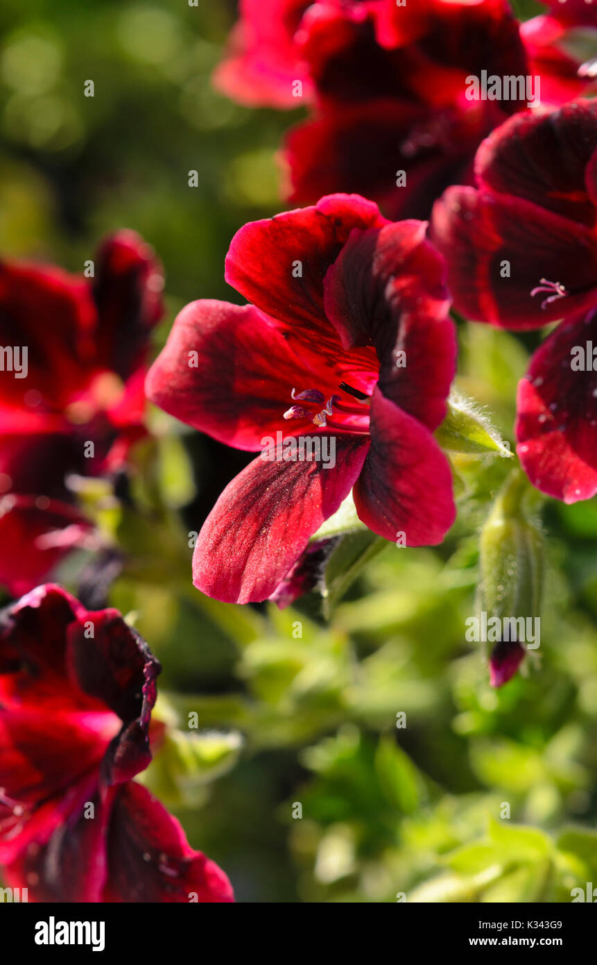 Lemon scented pelargonium (Pelargonium crispum 'Graziosa Merlot Red') Stock Photo