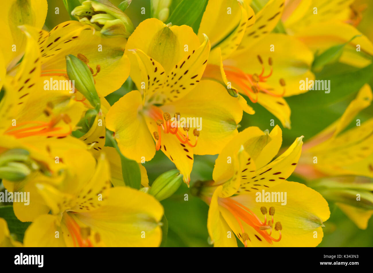 Peruvian lily (Alstroemeria Senna) Stock Photo