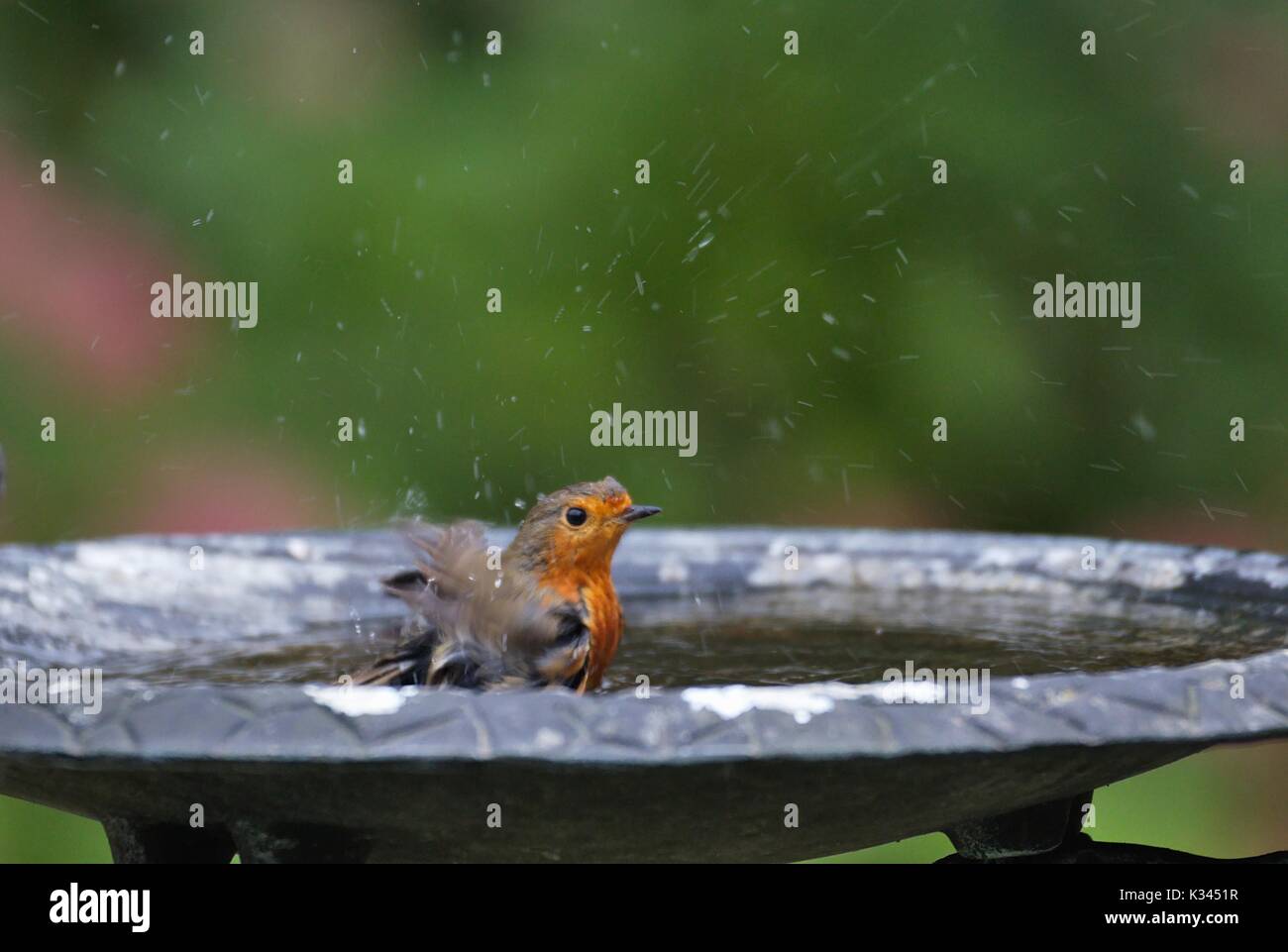 Garden Bird Bath Robin High Resolution Stock Photography and Images Alamy
