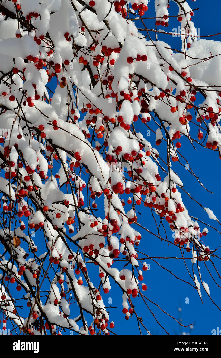 Christmas decorations of winter nature - snow-covered branch of wild apple tree with red fruits close-up on a bright sunny blue sky background - amazi Stock Photo