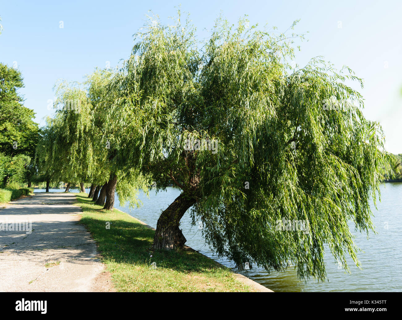 Weeping Willow Tree And Water Stock Photos & Weeping Willow Tree And