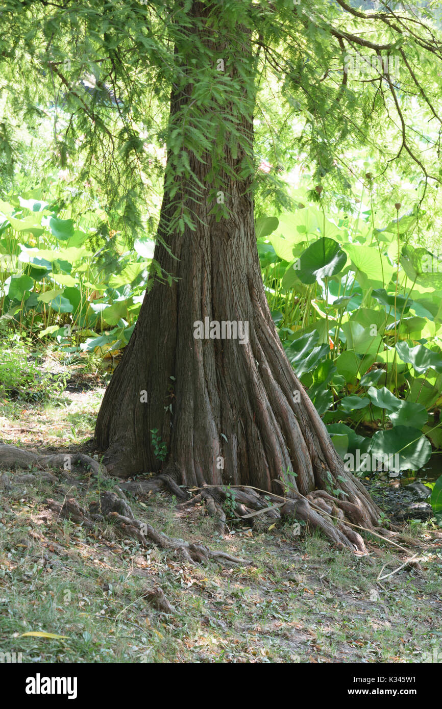 Taxodium distichum tree trunk with green vegetation background Stock Photo
