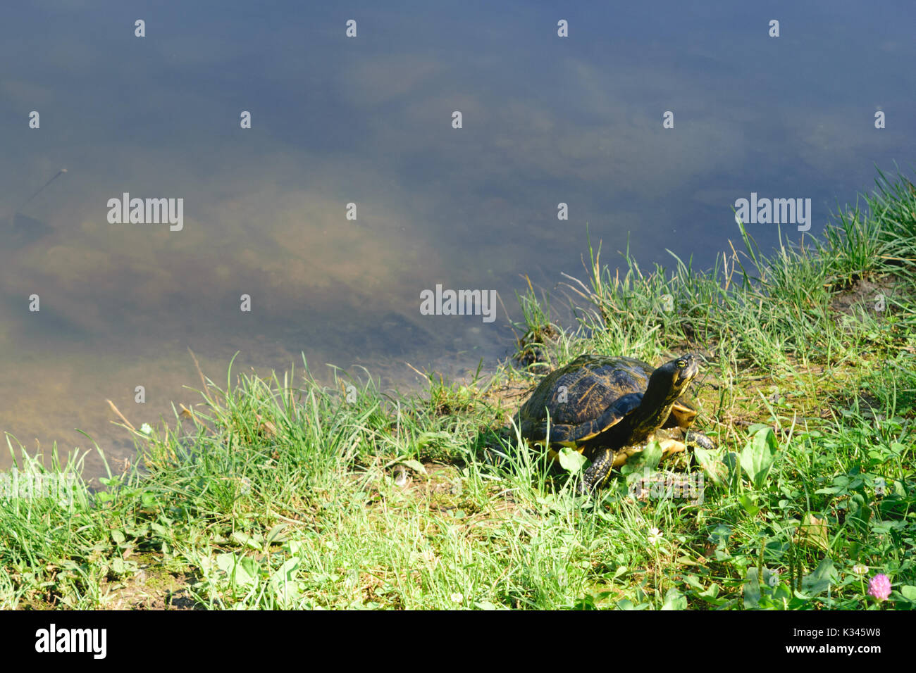 cute little turtle sunbathing on the lake shore Stock Photo