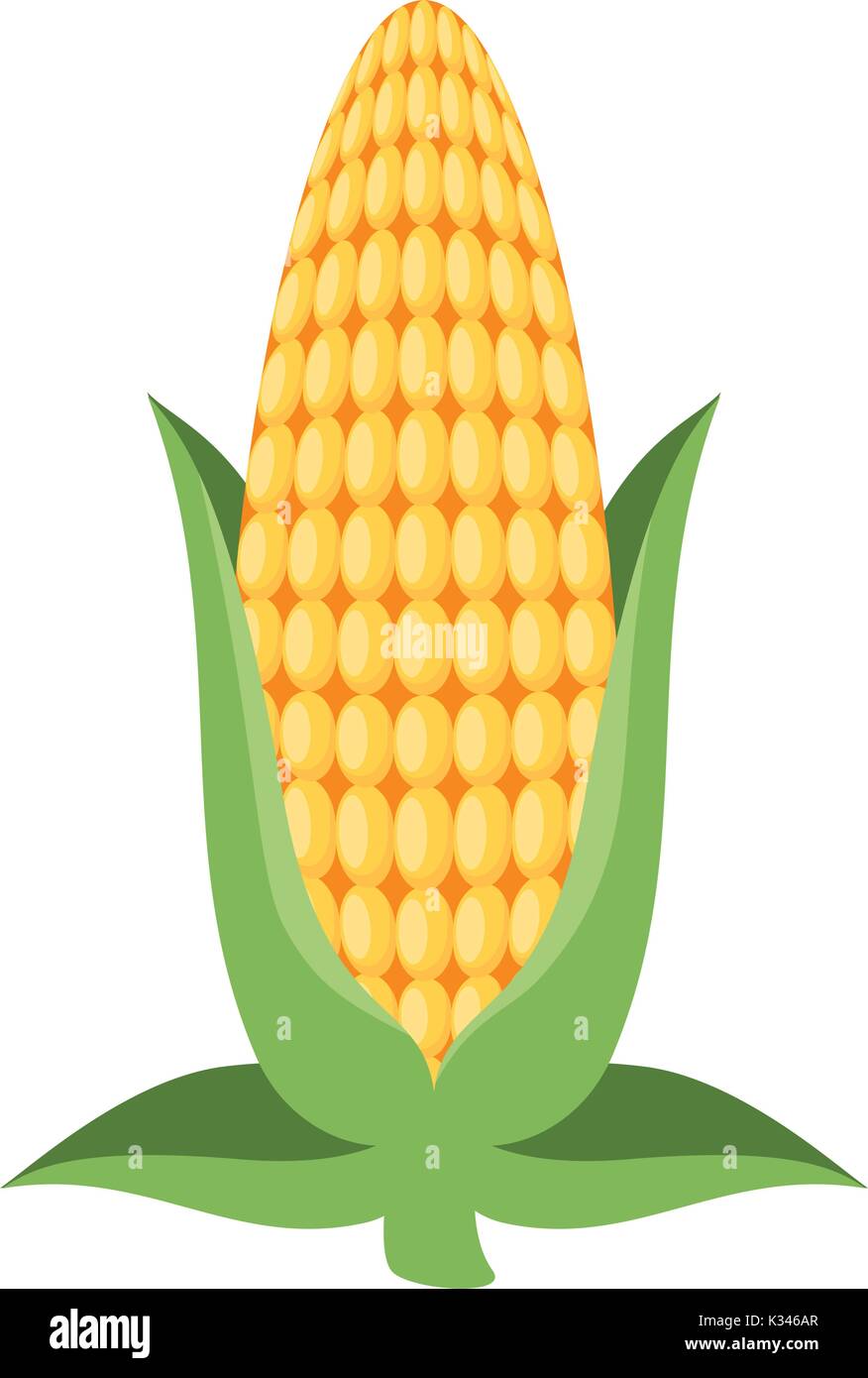 fresh corn cob icon Stock Vector Image & Art - Alamy