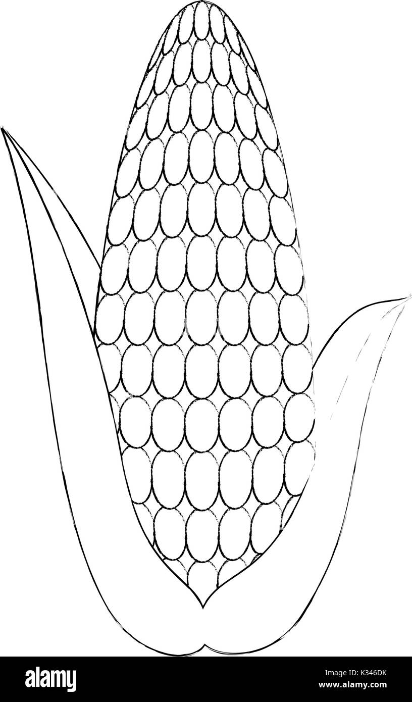 fresh corn cob icon Stock Vector Image & Art - Alamy