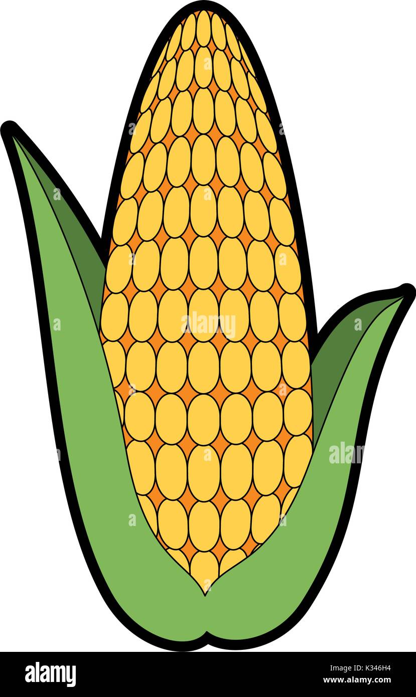 fresh corn cob icon Stock Vector Image & Art - Alamy