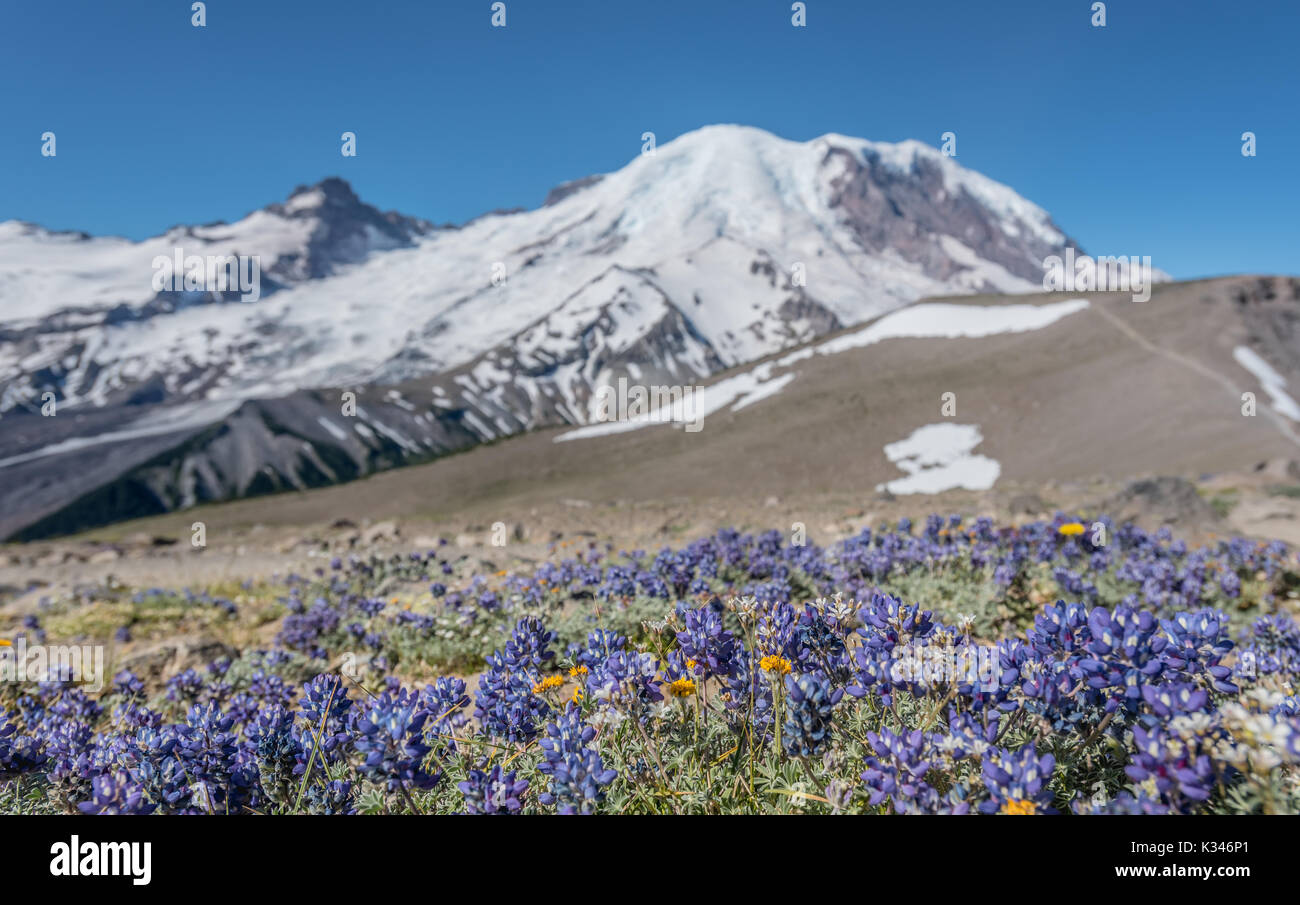 Summer wildflowers in sunrise hi-res stock photography and images - Alamy