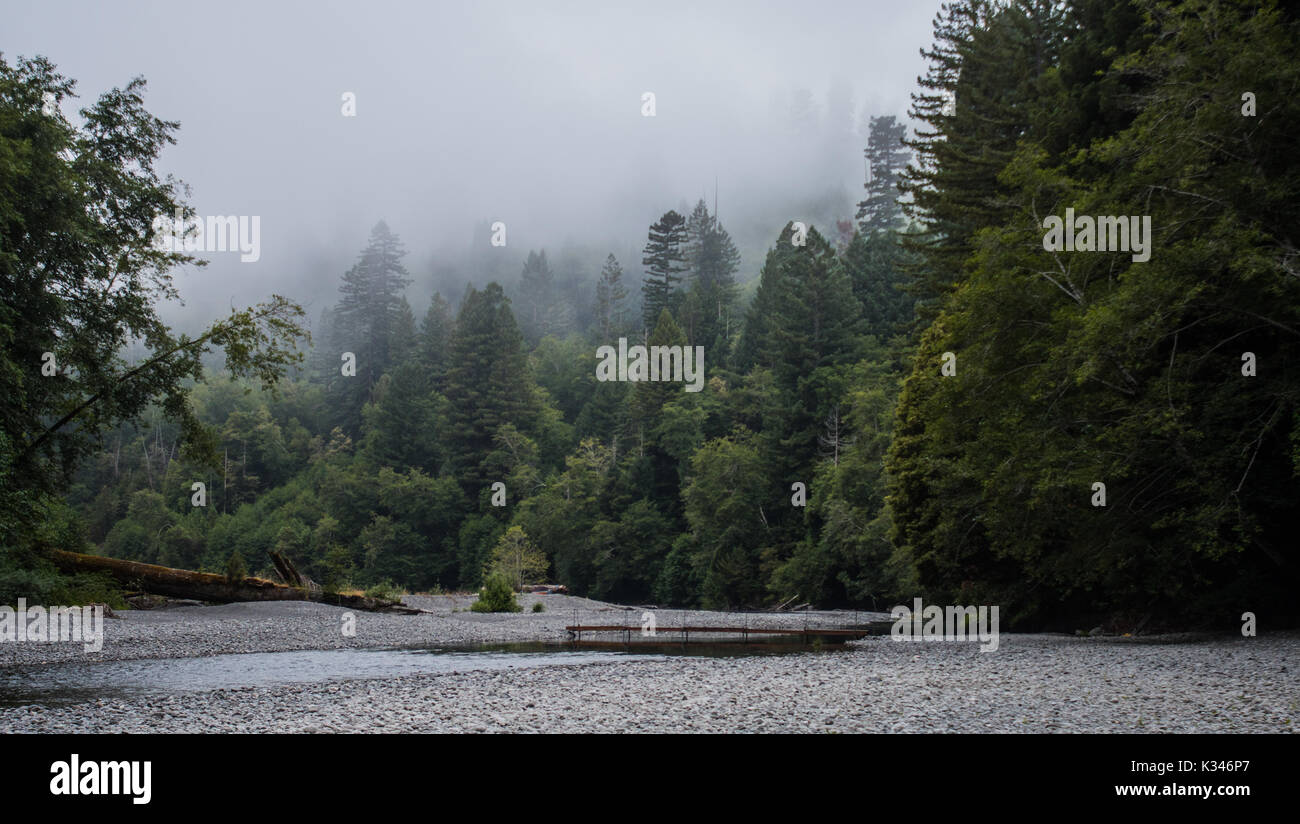 Clouds fog surround trees hi-res stock photography and images - Alamy