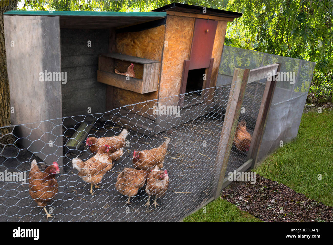Henhouse in a garden hens in a chicken coop, in a garden Stock Photo