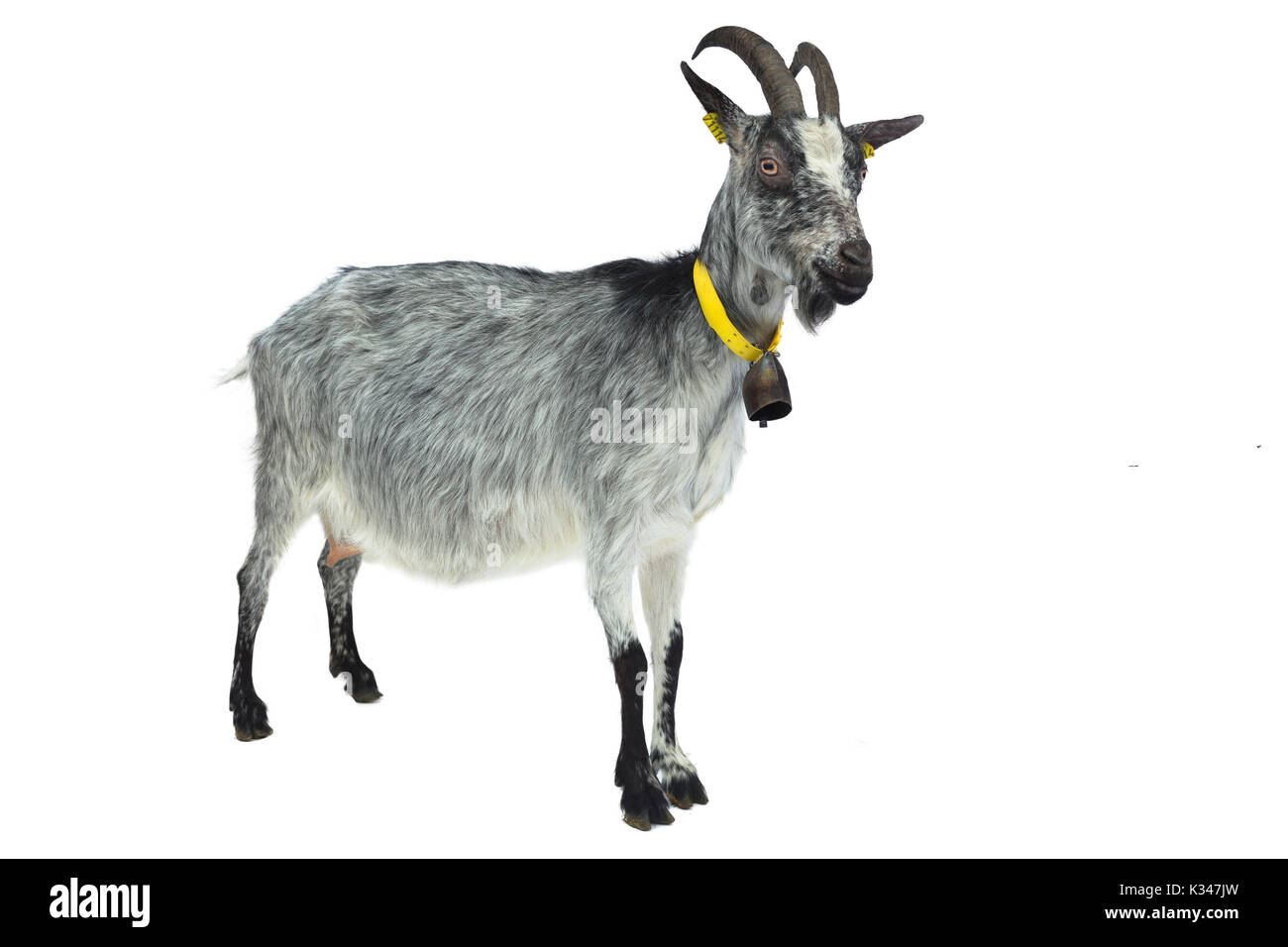 French breed of sheep hires stock photography and images Alamy