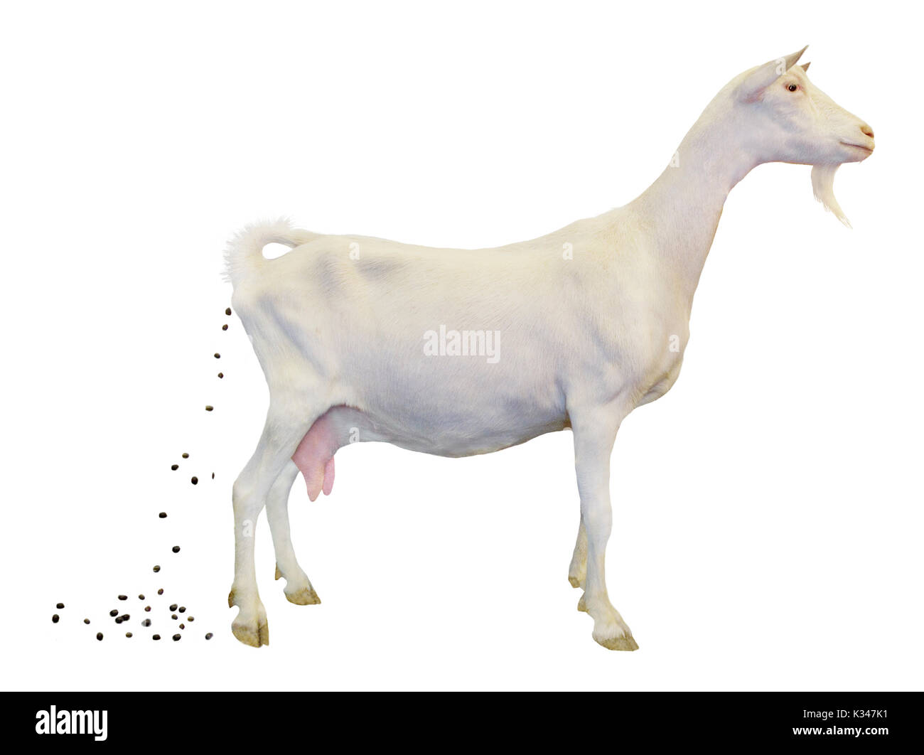 Saanen goat, profile, can be outlined. White goat pooping Stock Photo