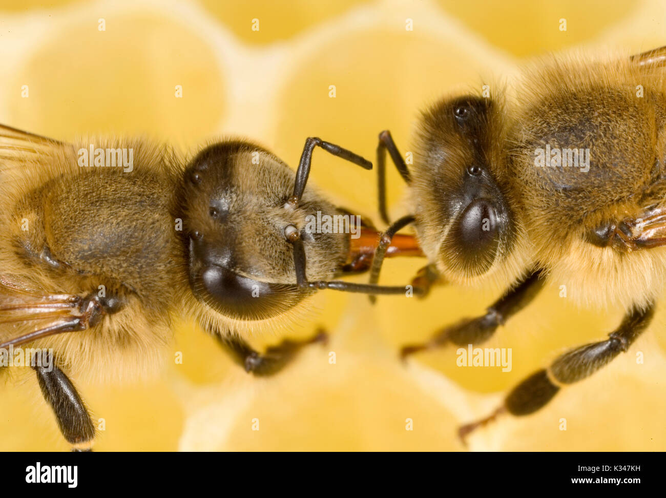 Working-bees: working-bee feeding another one, trunk to trunk. Trophallaxis, food exchange between insects of the hymenoptera order Stock Photo