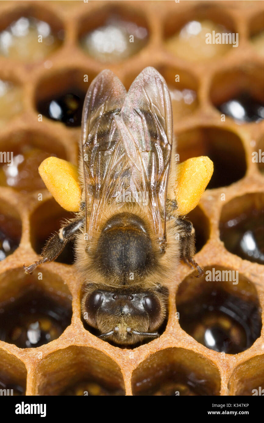 Workingbee workingbee carrying pollen in its pollen baskets on the