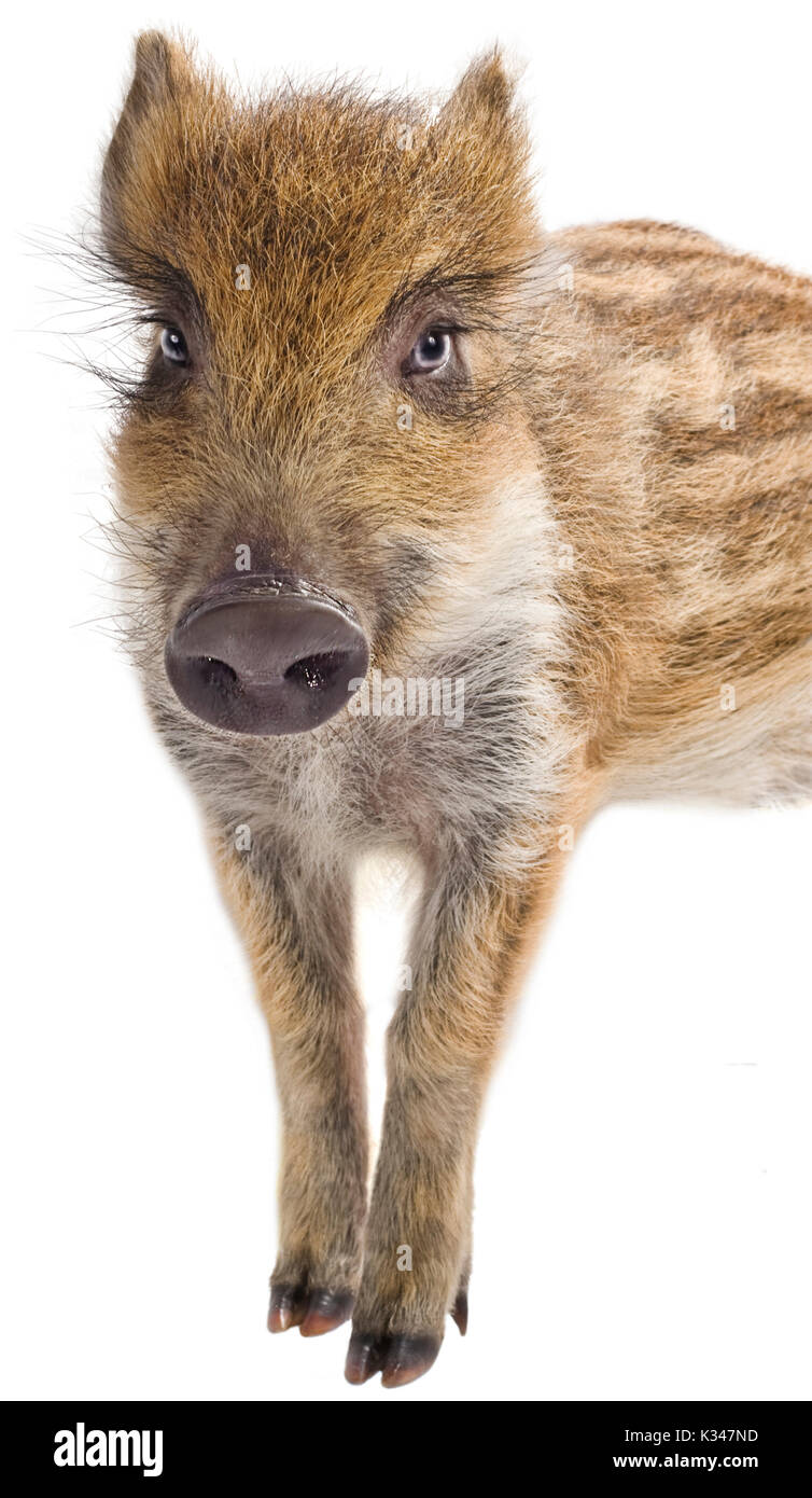 Young wild boar, outlined, full-face, with stripes. Stock Photo