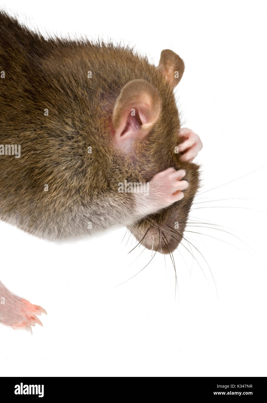 Domestic rat having a wash, scrubbing its head with its legs Stock Photo