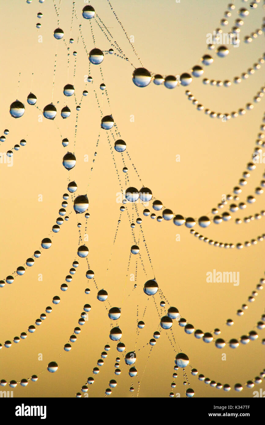 Dewdrops on a spider's web, backlit shot at sunrise. Stock Photo
