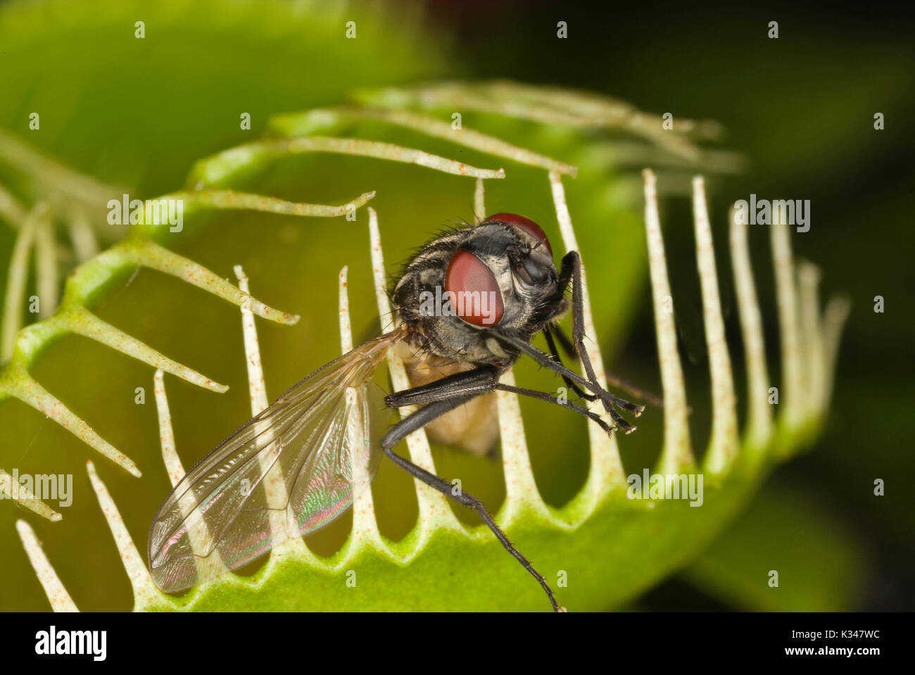Fly trapped in a carnivorous plant, Venus flytrap Stock Photo